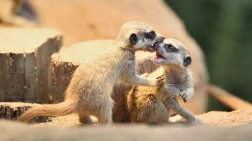 價格支付方式產品描述大耳朵口袋動物園位於重慶市綦江區新盛街道正自