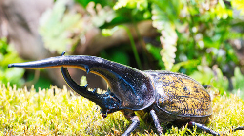 紫金甲昆虫,紫金甲虫_大山谷图库