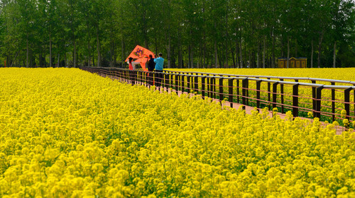 2021北京怪村油菜花節