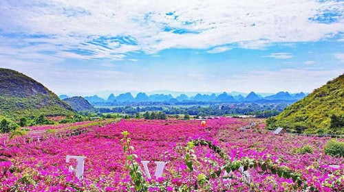 桂林花海
