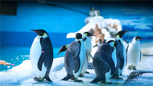 老虎滩海洋公园_【春秋旅游】