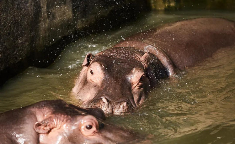 c雙旦特惠年卡只要319秒殺寧波雅戈爾動物園年卡有效期一整年一卡在手